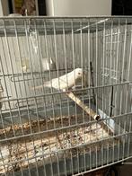 2025 witti  kanaries met koi man zonder ring heele dag zinge, Mannelijk, Kleurkanarie