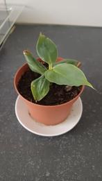 Jonge Bananenplant - Musa Dwarf Cavendish, Tuin en Terras, Planten | Tuinplanten, Volle zon, Vaste plant, Ophalen of Verzenden