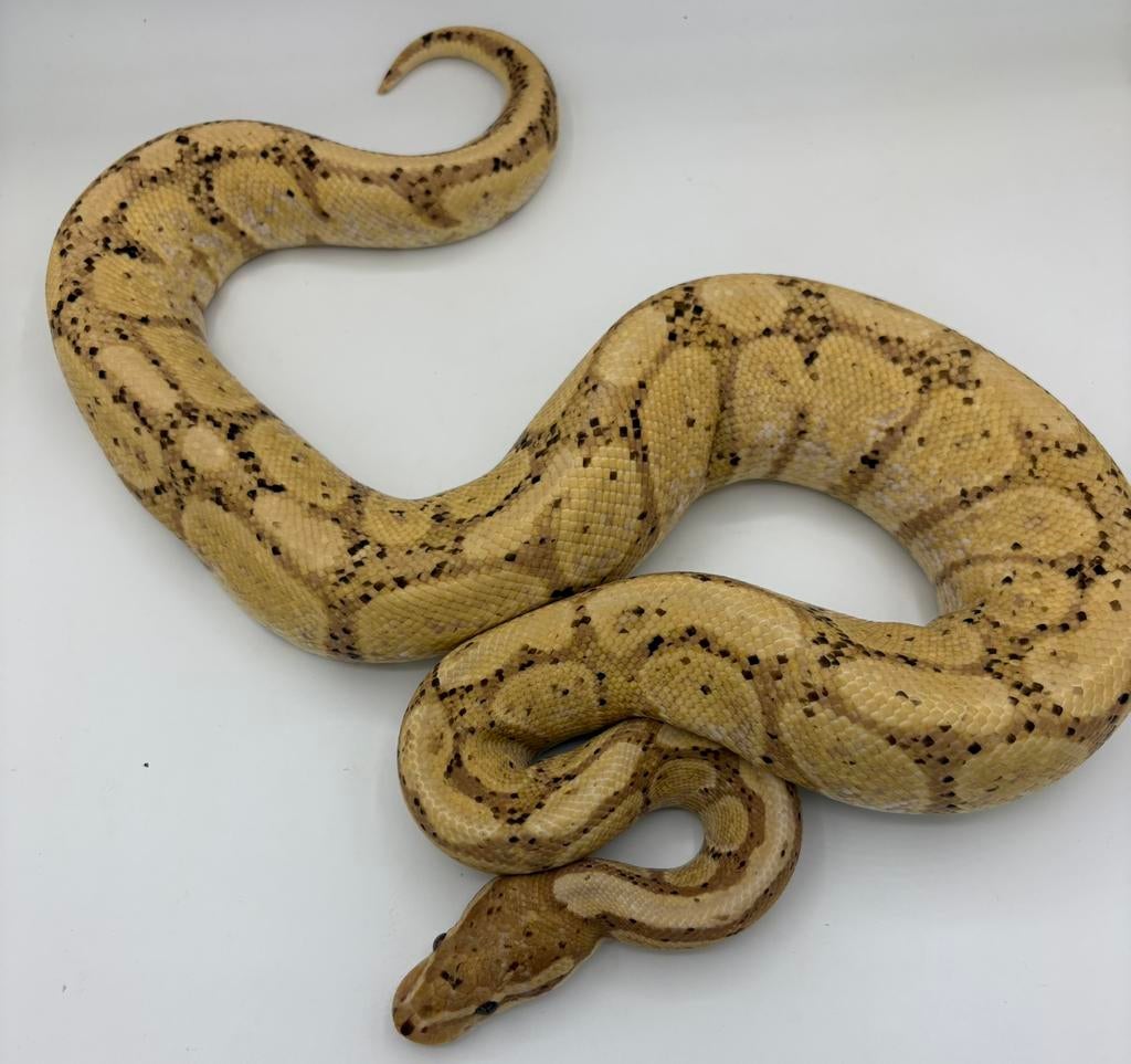 Banana vrouw koningspython ballpython Ball Python - female for sale from willems