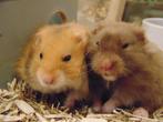 Hamster goudhamster in Assen., Hamster, Februari, Meerdere dieren, Tam