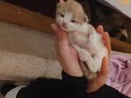 Prachtige Ragdoll kittens Toverballen in unieke kleuren, Meerdere dieren, Ontwormd, 0 tot 2 jaar