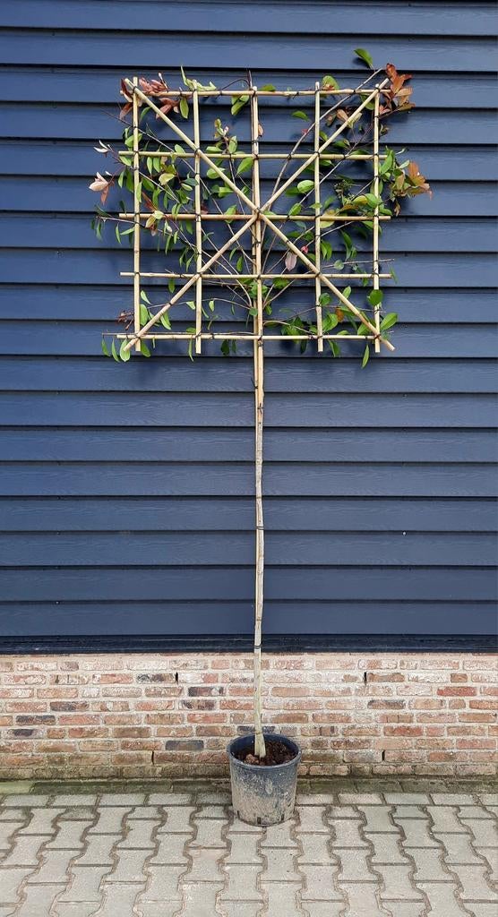 Photinia fraseri 'Red Robin' (Glansmispel) Leiboom 🌿🍁, Tuin en Terras, Ophalen, Halfschaduw