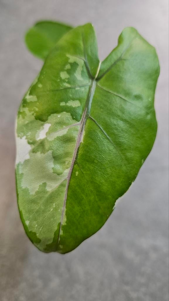 Alocasia Macrorrhiza Black Stem Variegata, Huis en Inrichting, Kamerplanten, Ophalen of Verzenden, Halfschaduw, Minder dan 100 cm
