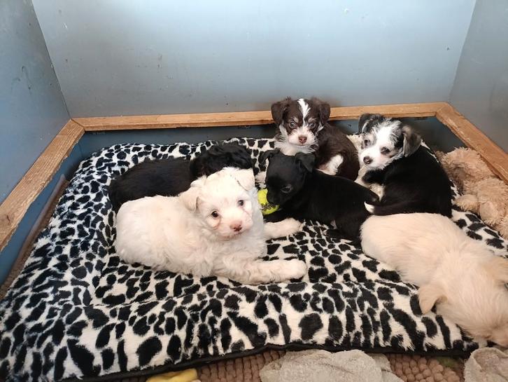 Lieve kruising pups te koop, Dieren en Toebehoren, Honden | Niet-rashonden, Meerdere dieren, Particulier, Meerdere, Nederland