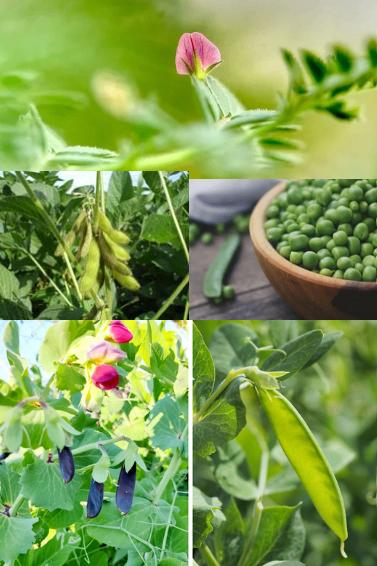 Peulen en Erwten zaden, Verzenden, Zaad