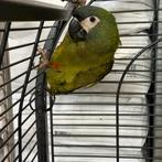 Ara maracana Pop 2025, Vrouwelijk, Papegaai, Geringd