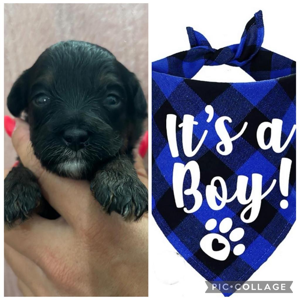 Super knappe boompoo pups, Dieren en Toebehoren, Honden | Niet-rashonden, 8 tot 15 weken, Parvo, Meerdere, Meerdere dieren