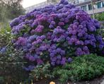 hele grote blauwe hortensia, Volle zon, Vaste plant, Zomer, Ophalen