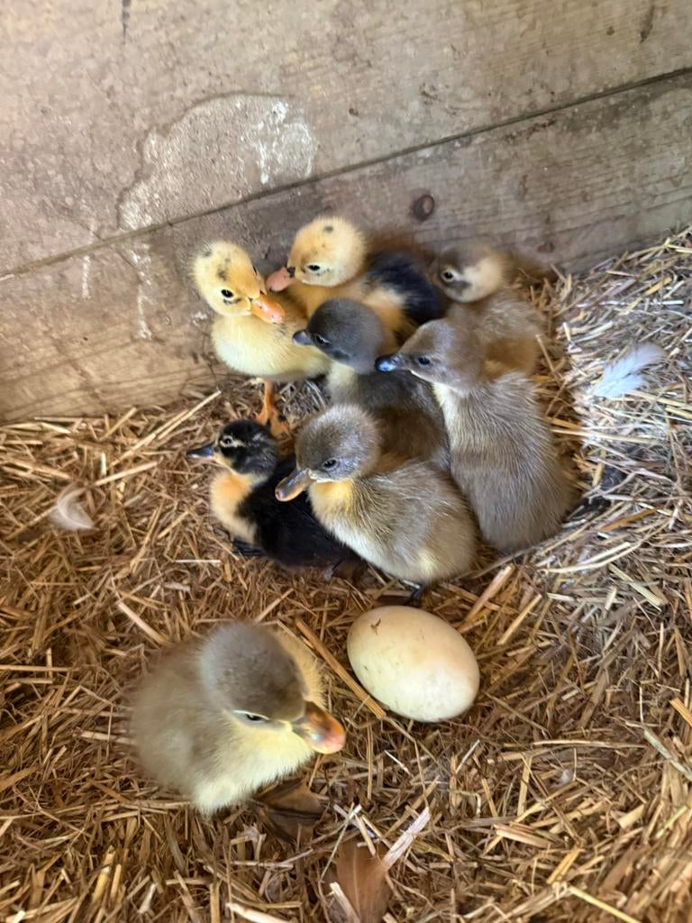 Loopeend kuikens, kuikentjes, Dieren en Toebehoren, Pluimvee, Meerdere dieren, Eend