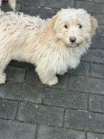 Knappe blonde Maltipoo Reu, Meerdere, Nederland, Particulier, Reu