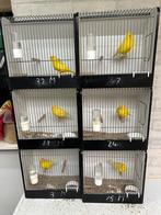 Kleurkanarie mannen Geel intensief en geel schimmel, Dieren en Toebehoren, Mannelijk, Kleurkanarie