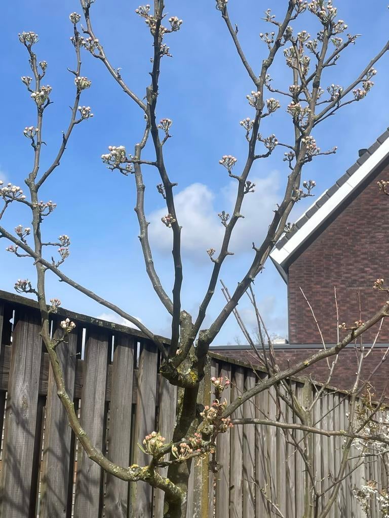 Perenboom, Ophalen