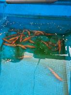 Goudwinde 20-25 cm desgewenst bezorgd aan huis, Baars of Goudwinde