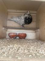 Valenciano kropper, Mannelijk, Kropper