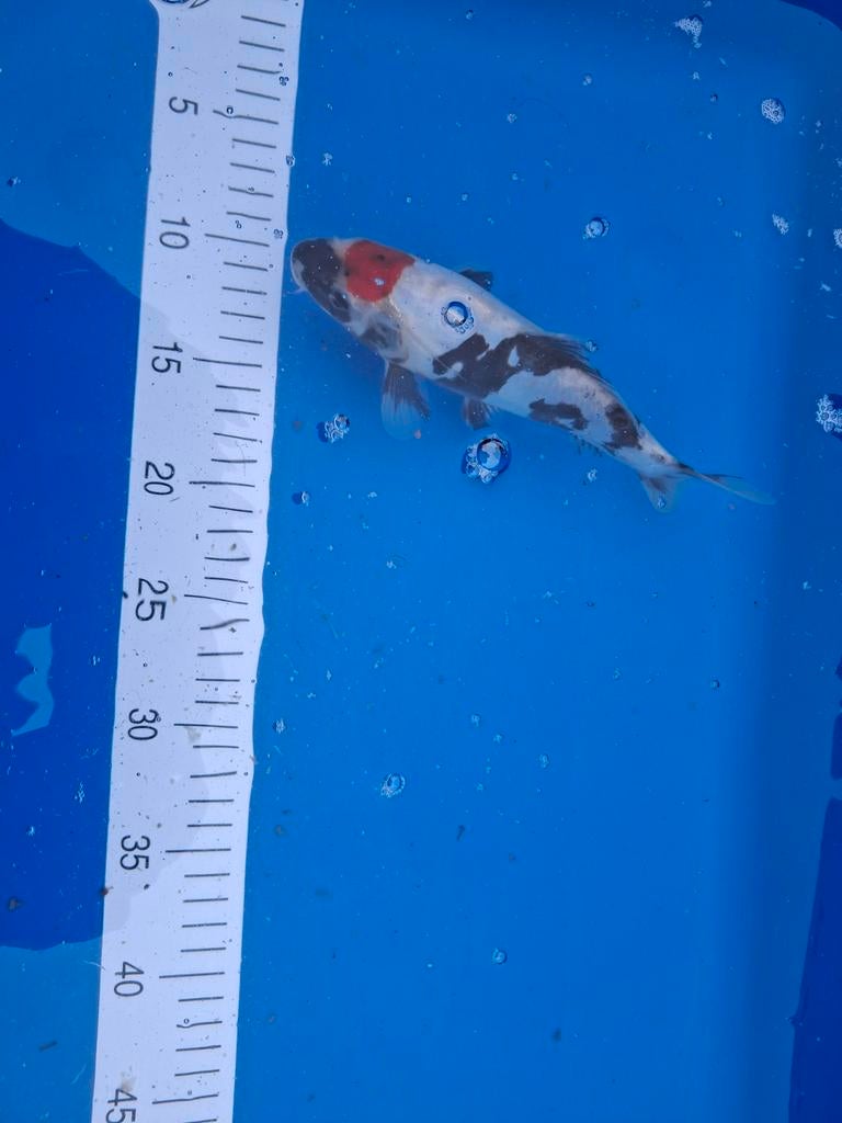Koi Tancho Sanke 22 cm., Dieren en Toebehoren, Karper of Koi