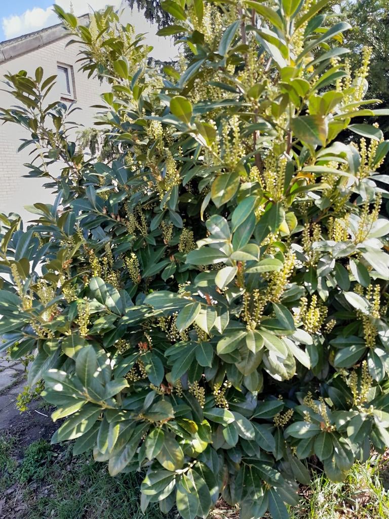 Laurier Rotundifolia 2 a 2,5 mtr, Ophalen of Verzenden, Nieuw