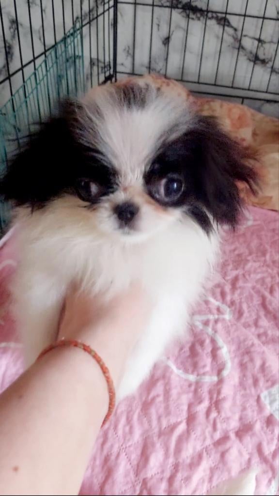 Japanse Chin puppy mini FCI stamboom, Particulier, 15 weken tot 1 jaar, Overige rassen, Buitenland