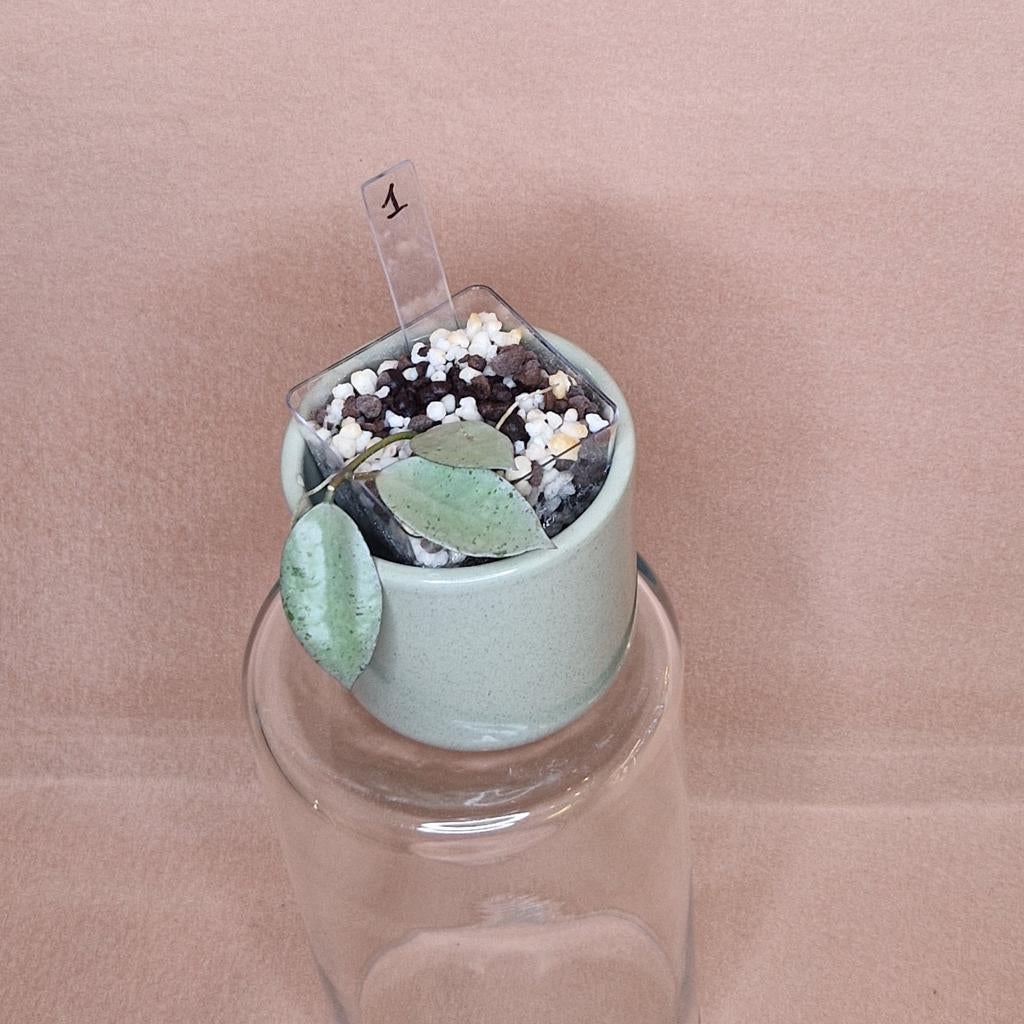 Hoya Lacunosa Mint Coin 1, Overige soorten, Minder dan 100 cm, Bloeiende kamerplant, Halfschaduw