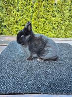 Kleurdwerg voedster, Dieren en Toebehoren, Konijnen, Vrouwelijk, Dwerg