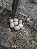 Broedeieren, Dieren en Toebehoren, Geslacht onbekend, Kip