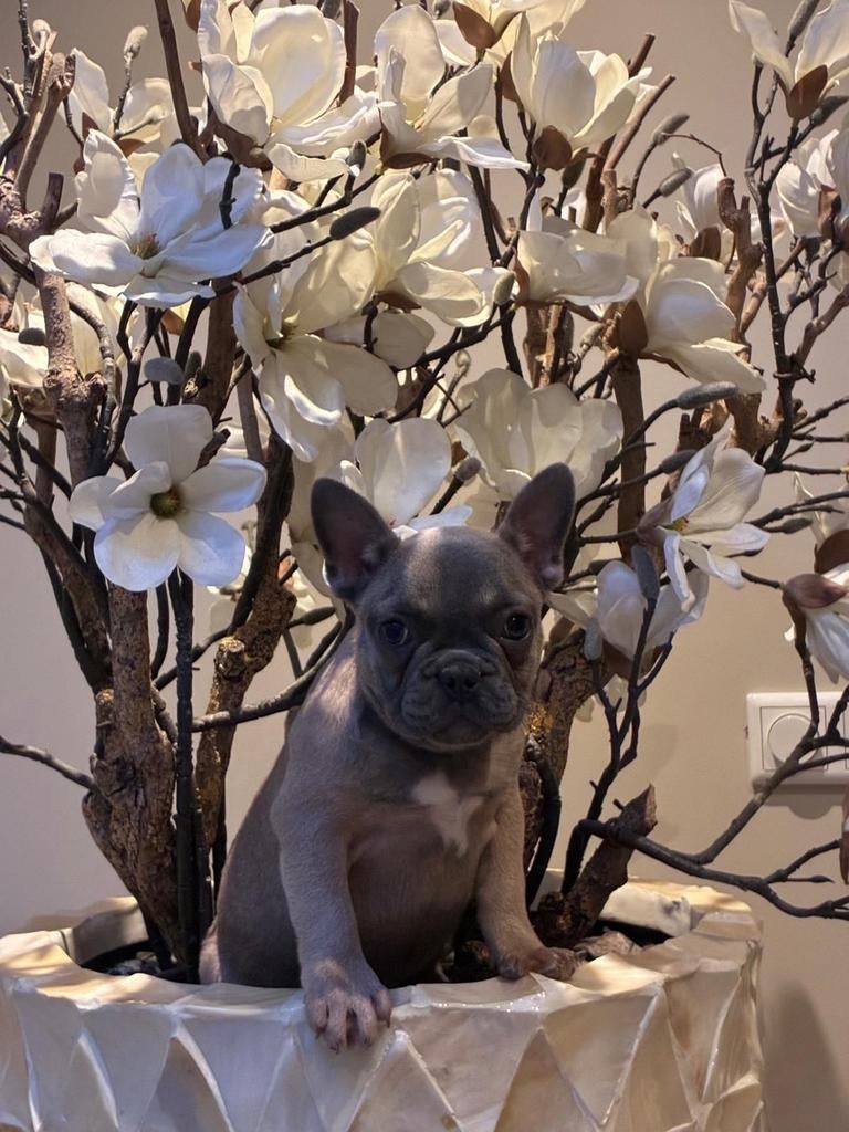 Super mooie franse bull pup te koop, Dieren en Toebehoren, Teef, Bulldog, Eén hond, Nederland