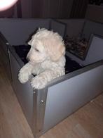 Labradoodle pups medium, Overige rassen, 8 tot 15 weken, Parvo, Meerdere