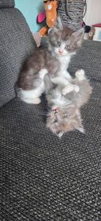 Maine coon kittens met stamboom, Meerdere dieren, Met stamboom