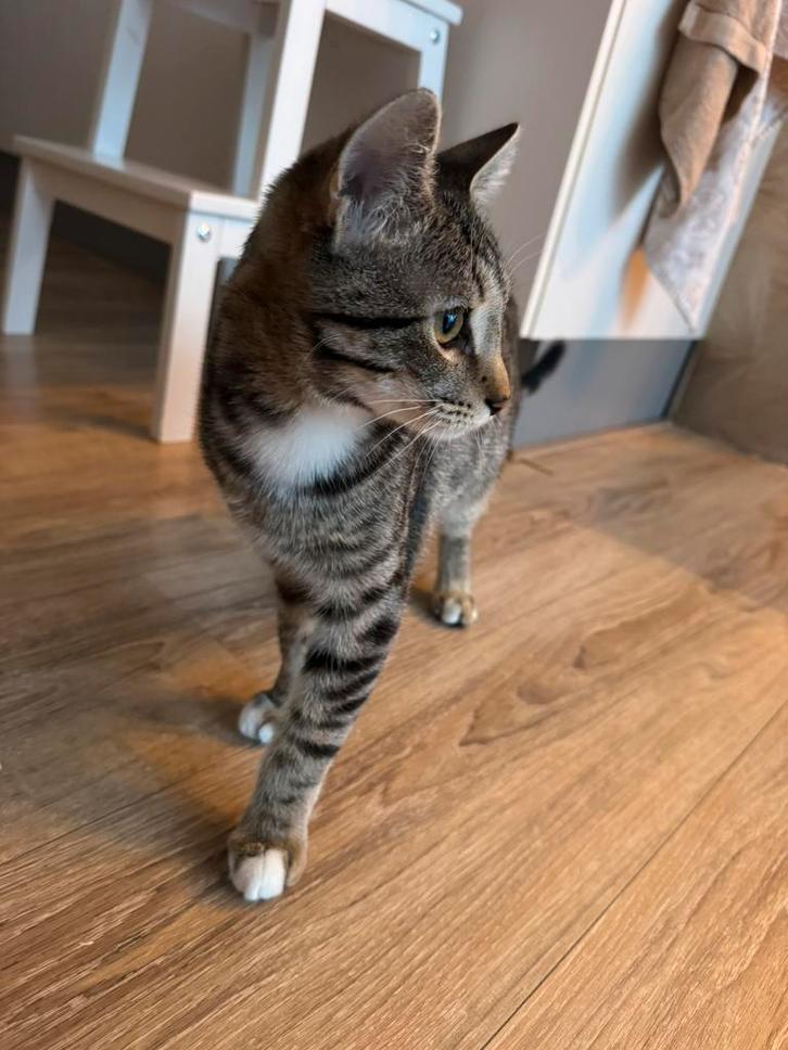 Kitten, Dieren en Toebehoren, Katten en Kittens | Raskatten | Korthaar, Kater