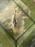 Koi, Dieren en Toebehoren, Vissen | Vijvervissen, Karper of Koi