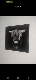 Glazen Schilderij Schotse Hooglander 60x60 cm, Gebruikt, 50 tot 75 cm, Ophalen of Verzenden, Schilderij