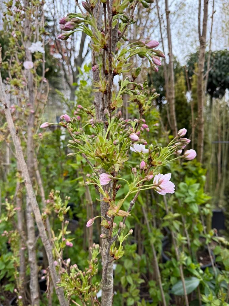 Hoe ksn dit japanse sierkers zuil vorm vol in knop hoog 275, Tuin en Terras, 250 tot 400 cm, Zomer, Zuilboom, Ophalen