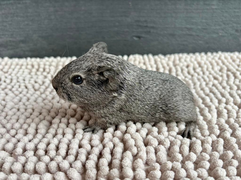 Zilveragouti cavia zeugje, Dieren en Toebehoren, Knaagdieren, Cavia, April, Vrouwelijk, Tam