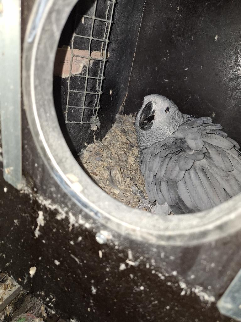 Koppel grijze roodstaarten, Meerdere dieren, Parkiet