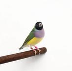 Gouldamadine pop, Dieren en Toebehoren, Vogels | Overige Vogels, Vrouwelijk