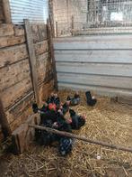 Broed eieren van zwart wit geparelt chabo's, Dieren en Toebehoren, Geslacht onbekend, Kip