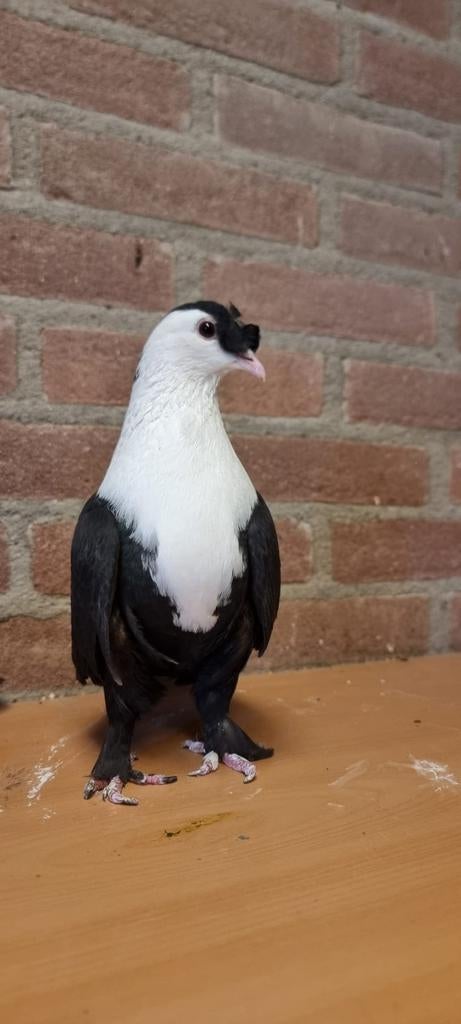 Syrische duiven, Meerdere dieren, Overige soorten