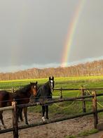 Stalling voor een weidemaatje of “opfok” in Schoonebeek., Stalling