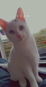 Europese korthaar poes 4 jaar, Dieren en Toebehoren, Poes