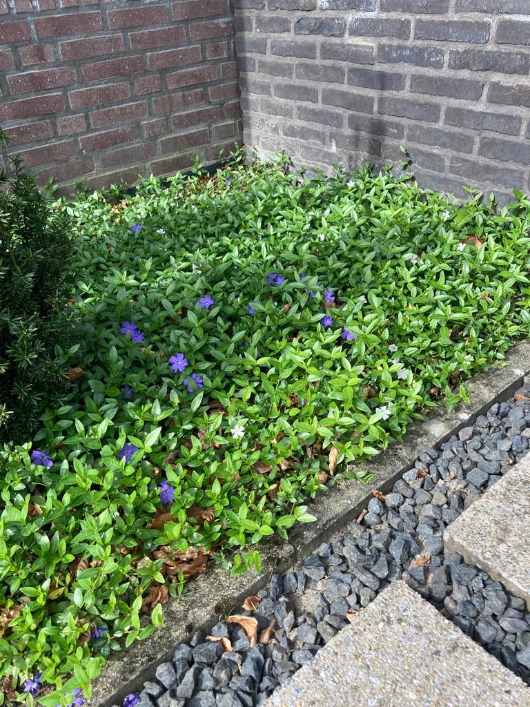 Te koop maagdenpalm wit en blauw, Ophalen, Overige soorten, Struik, Minder dan 100 cm