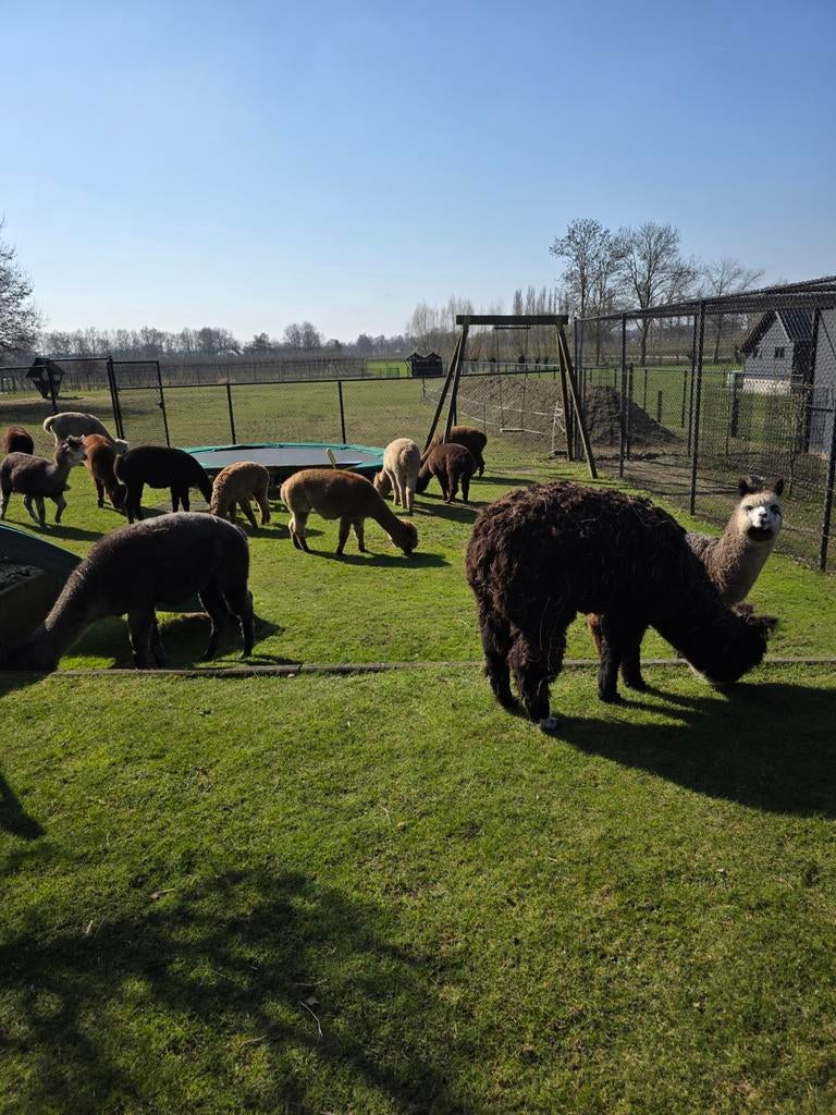 Alpacas aangeboden, Mei, Meerdere dieren