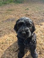 Lieve Labradoodle pup uit gelegenheidsnestje, Dieren en Toebehoren, Honden | Retrievers, Spaniëls en Waterhonden, Overige rassen