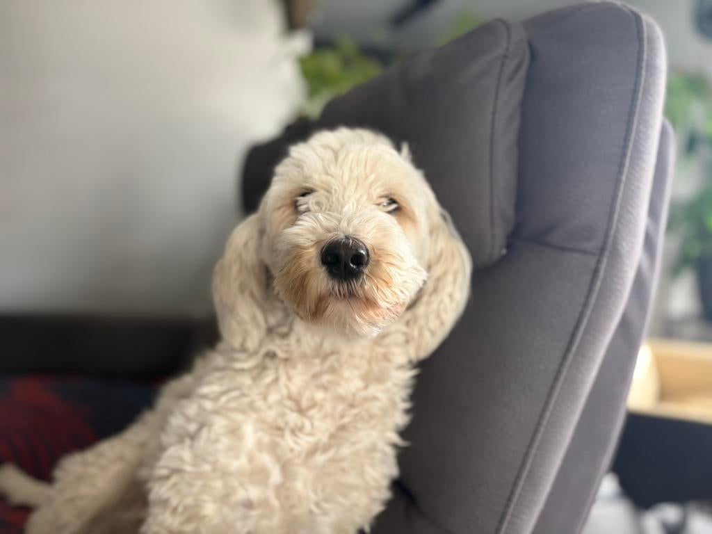 Labradoodle dekreu gezocht, Dieren en Toebehoren, Reu, Parvo, Eén hond, 3 tot 5 jaar