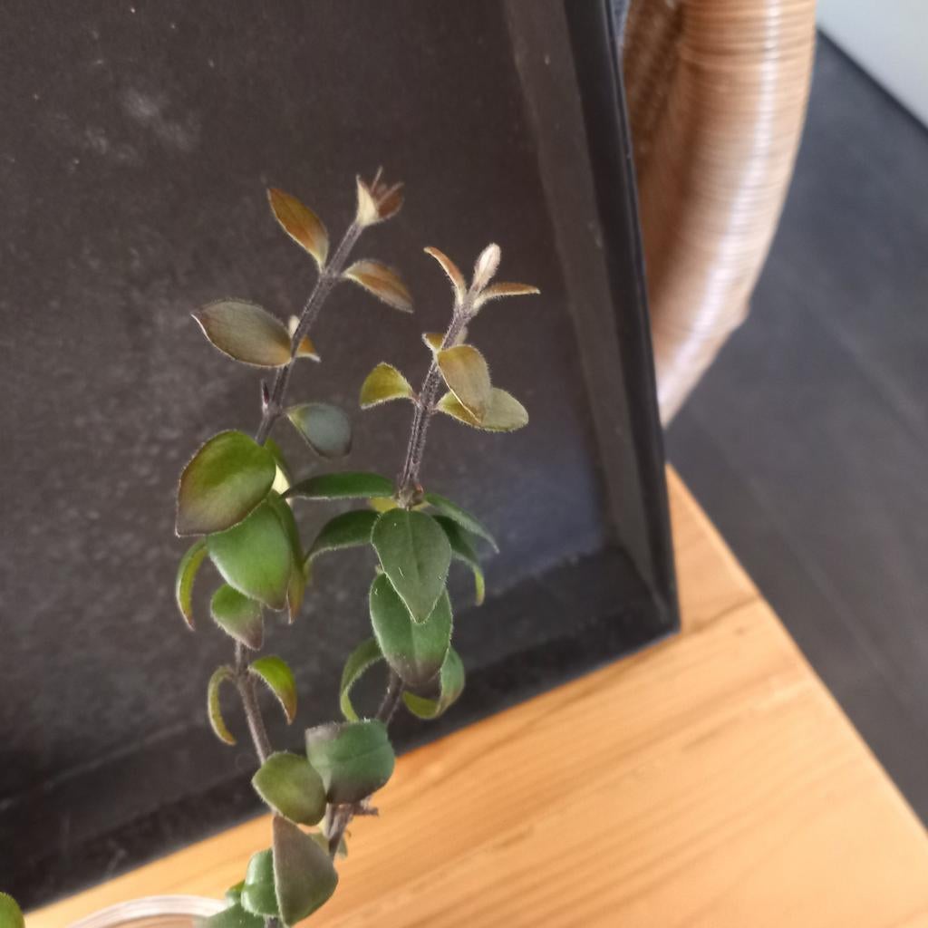 Lipstickplantje nr 55, Huis en Inrichting, Ophalen of Verzenden, Halfschaduw, Minder dan 100 cm