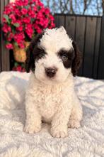 Maltipoo choco pups blue eye, Overige rassen, 8 tot 15 weken, Parvo, Meerdere