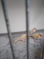 Te koop harlekijn kanaries 2025 15 euro per vogel, Dieren en Toebehoren, Vogels | Kanaries