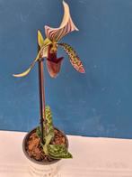 Orchidee Paphiopedilum p9 (14)