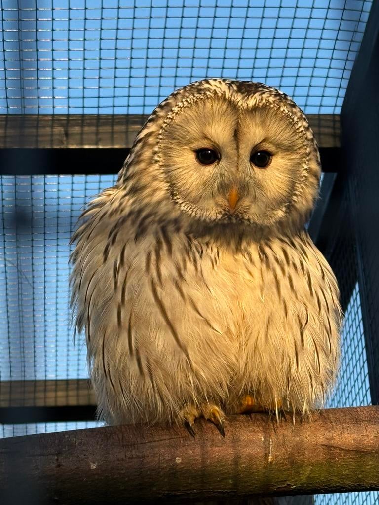 Jonge oeral uilen, Meerdere dieren