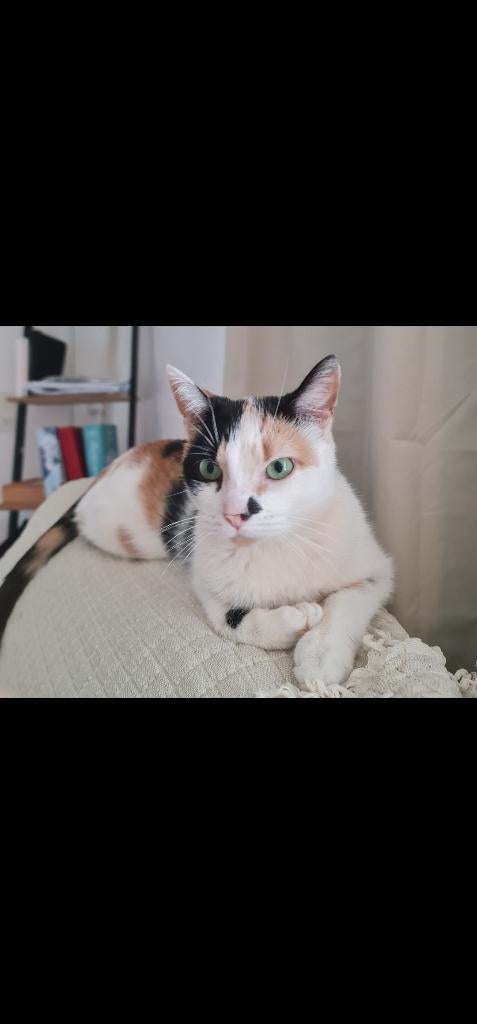 "Kizim" zoekt een nieuwe familie, Dieren en Toebehoren, Katten en Kittens | Overige Katten, Poes, Kortharig, 3 tot 5 jaar