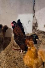 Haan Wyandotte x Cochin, Dieren en Toebehoren, Mannelijk, Kip