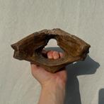 Atlaswervel wolharige neushoorn, Verzamelen, Mineralen en Fossielen, Ophalen of Verzenden, Fossiel